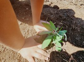 Aufforstung Bolivien